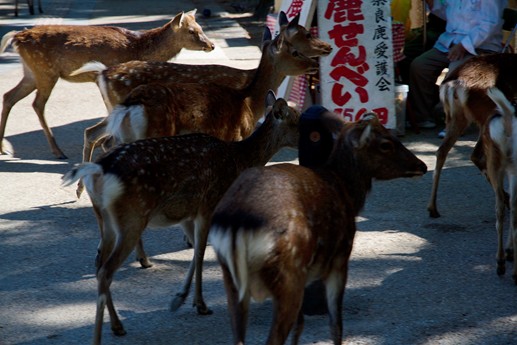 Giappone 2013