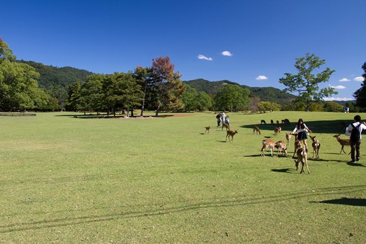Giappone 2013