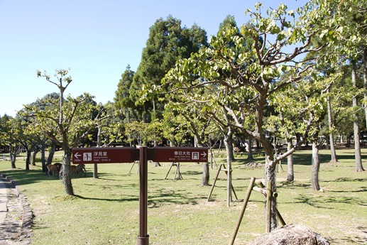 Giappone 2013