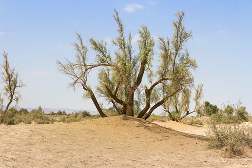 Iran 2015 - Kerman