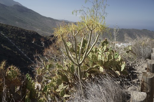 Tenerife - Barranco del Infierno