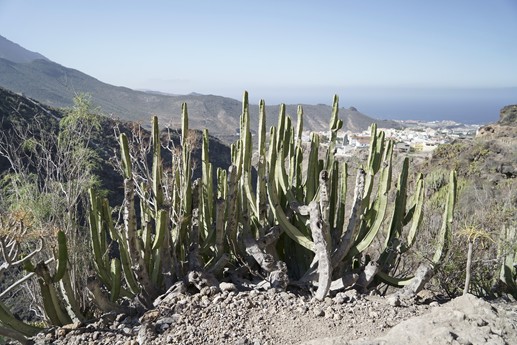 Tenerife - Barranco del Infierno