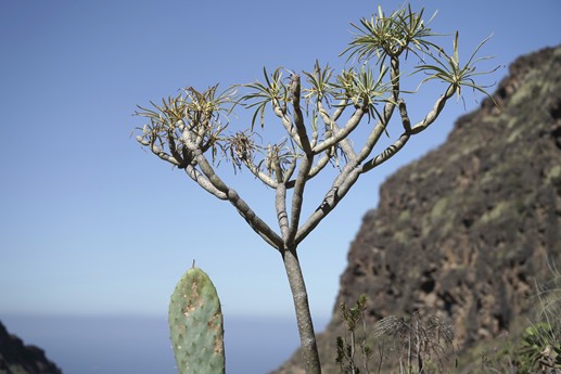 Tenerife - Barranco del Infierno