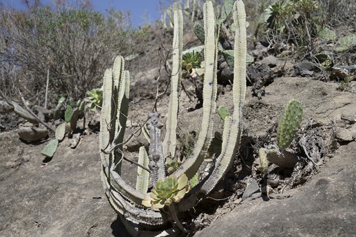 Tenerife - Barranco del Infierno
