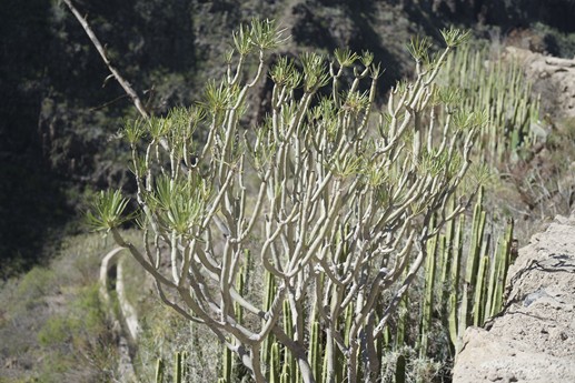 Tenerife - Barranco del Infierno