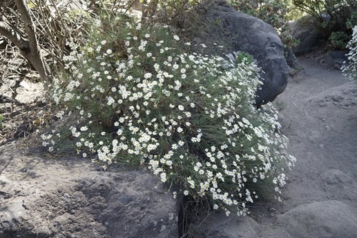 Tenerife - Barranco del Infierno