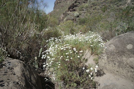 Tenerife - Barranco del Infierno