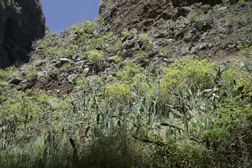 Tenerife - Barranco del Infierno