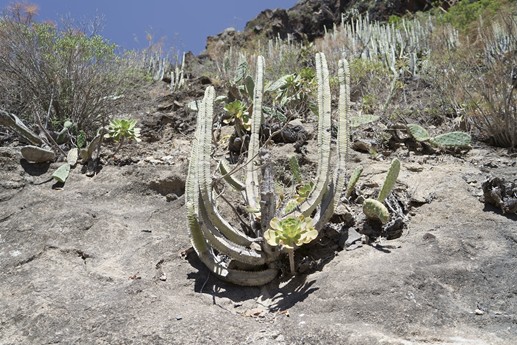 Tenerife - Barranco del Infierno