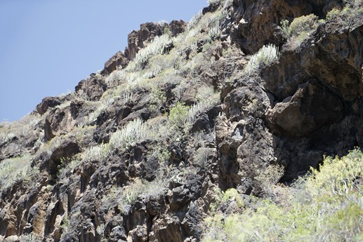Tenerife - Barranco del Infierno
