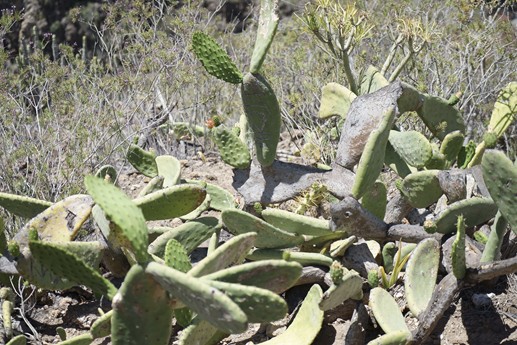 Tenerife - Barranco del Infierno