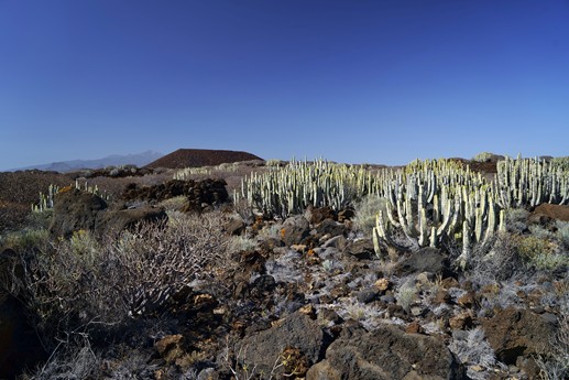 Tenerife - Faro de Rasca