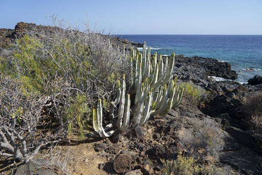 Tenerife - Faro de Rasca