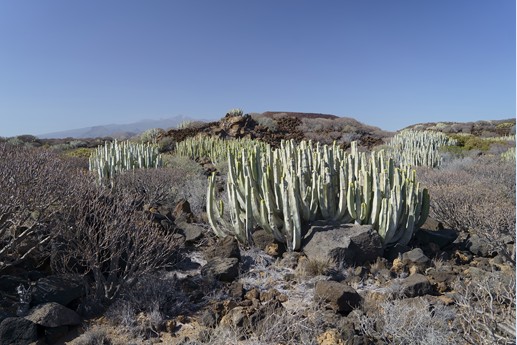 Tenerife - Faro de Rasca