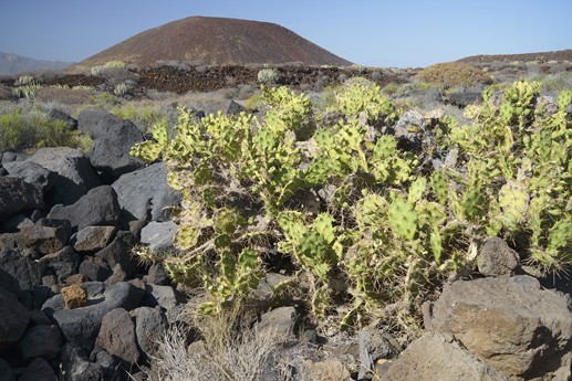 Tenerife - Faro de Rasca