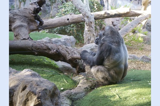 Tenerife - Loro Parque
