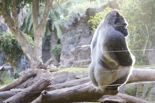 Tenerife - Loro Parque
