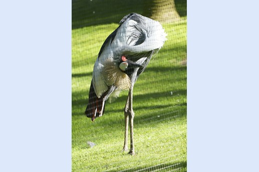 Tenerife - Loro Parque