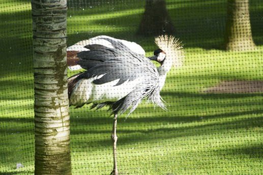 Tenerife - Loro Parque