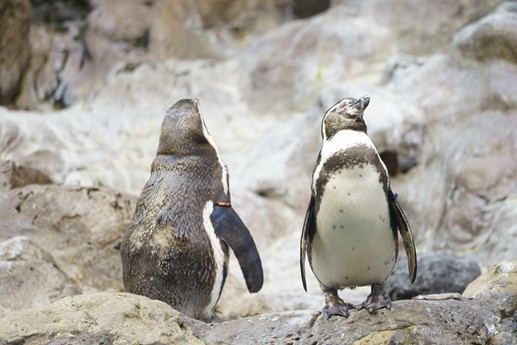 Tenerife - Loro Parque