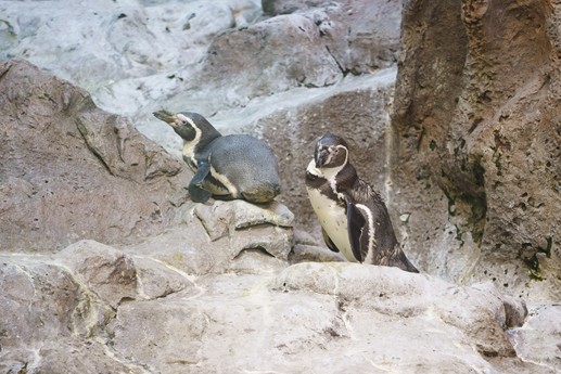 Tenerife - Loro Parque