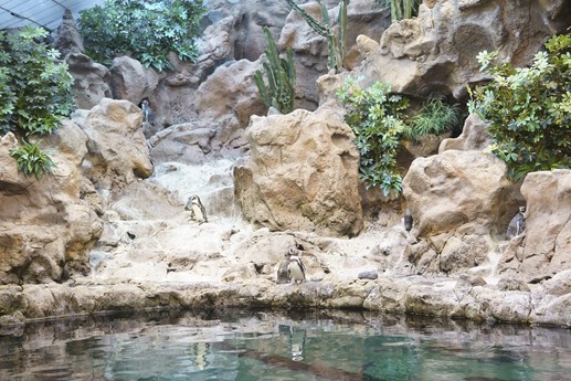 Tenerife - Loro Parque