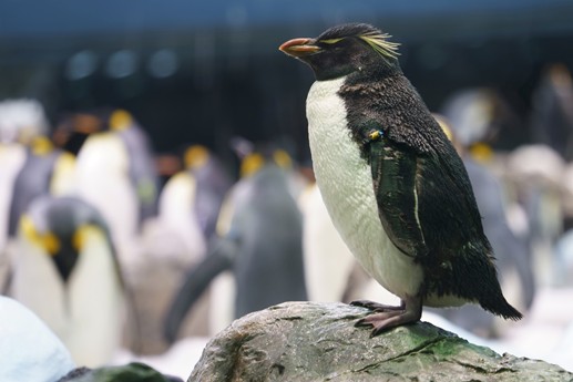 Tenerife - Loro Parque