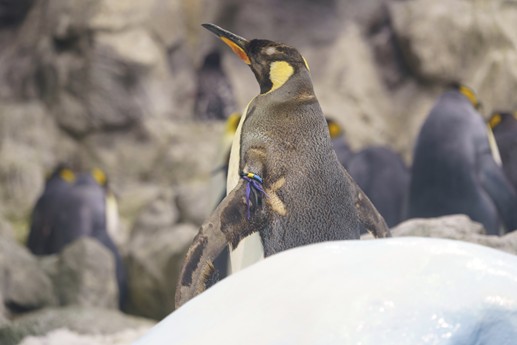 Tenerife - Loro Parque