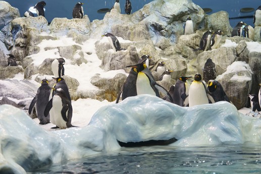 Tenerife - Loro Parque