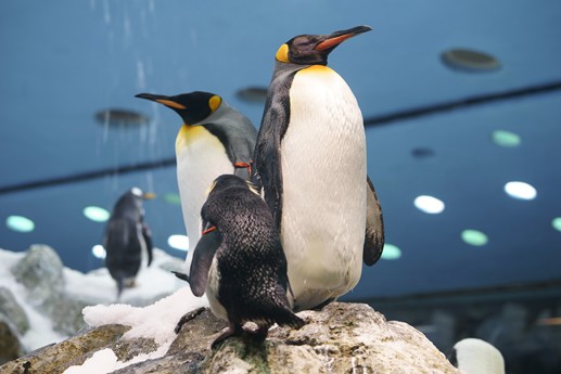Tenerife - Loro Parque