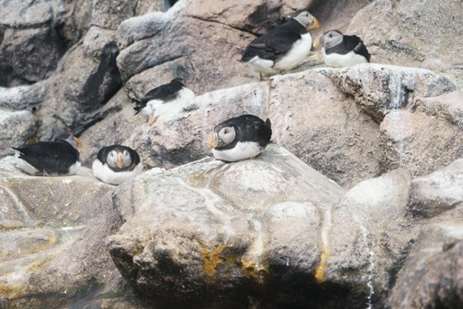 Tenerife - Loro Parque