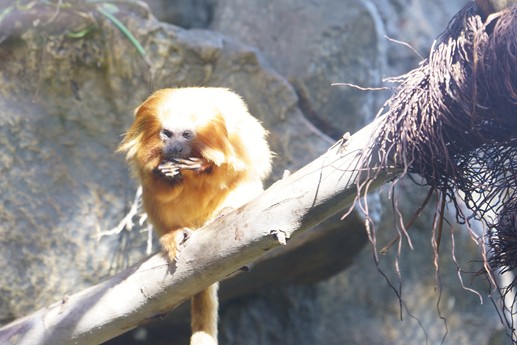Tenerife - Loro Parque