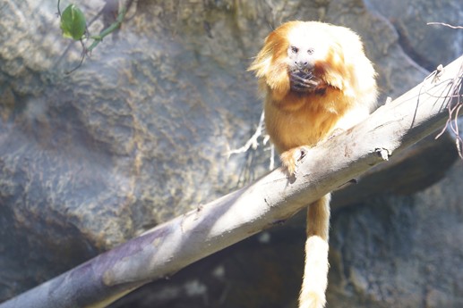 Tenerife - Loro Parque