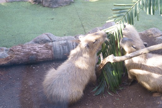 Tenerife - Loro Parque