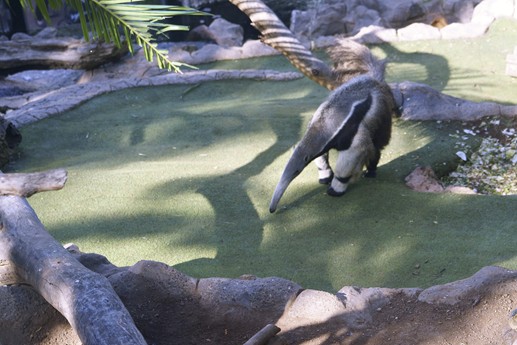 Tenerife - Loro Parque