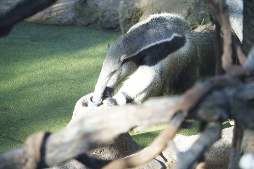 Tenerife - Loro Parque