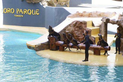Tenerife - Loro Parque