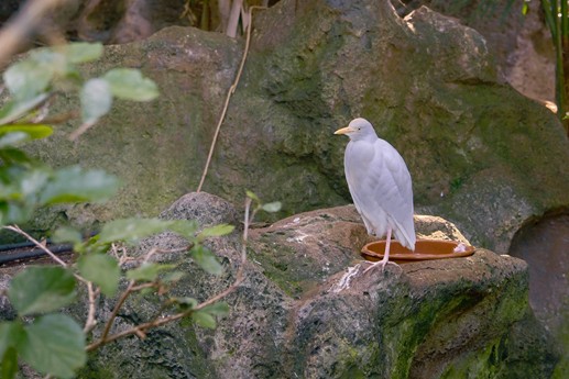 Tenerife - Loro Parque