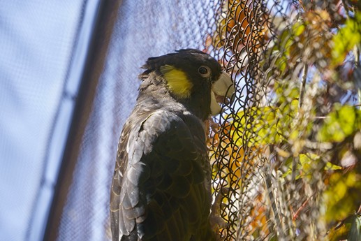 Tenerife - Loro Parque