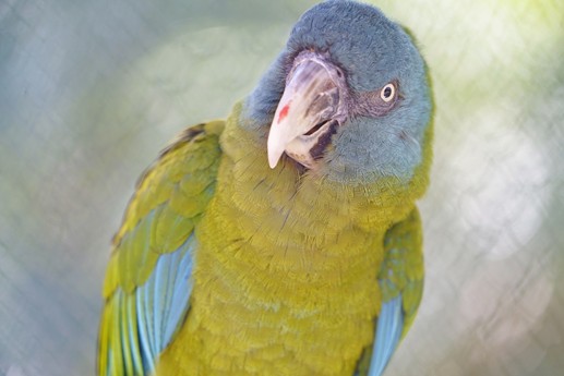 Tenerife - Loro Parque