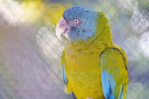 Tenerife - Loro Parque
