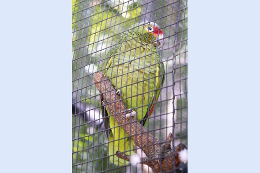Tenerife - Loro Parque