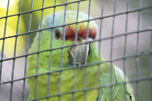 Tenerife - Loro Parque