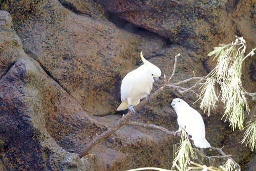 Tenerife - Loro Parque