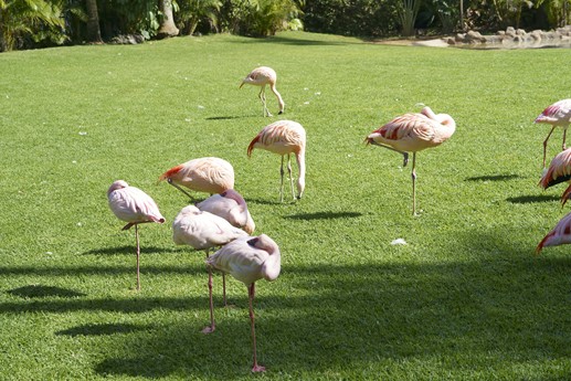 Tenerife - Loro Parque