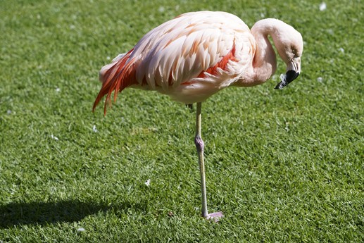 Tenerife - Loro Parque