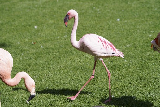 Tenerife - Loro Parque
