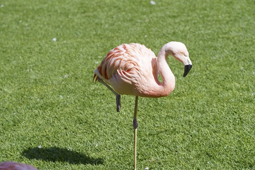 Tenerife - Loro Parque
