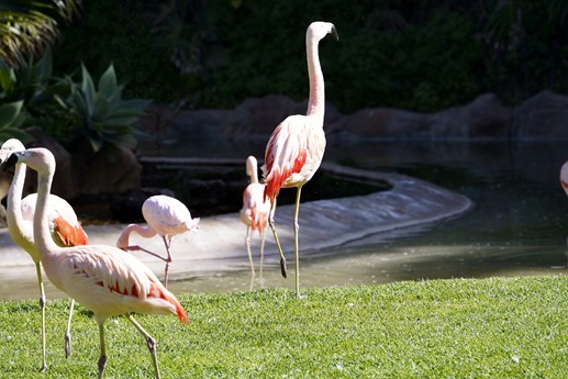 Tenerife - Loro Parque
