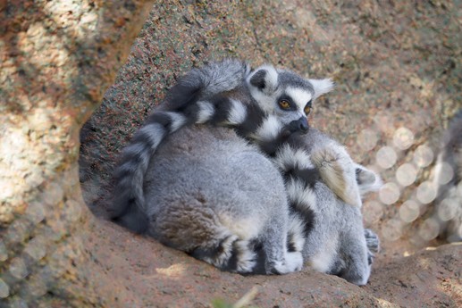 Tenerife - Loro Parque